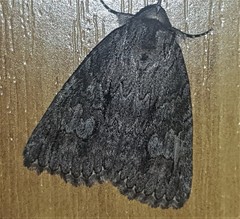 Crioa acronyctoides