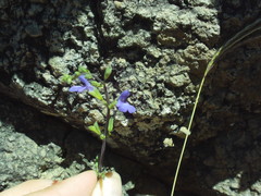 Salvia praeterita