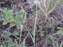 Salvia praeterita