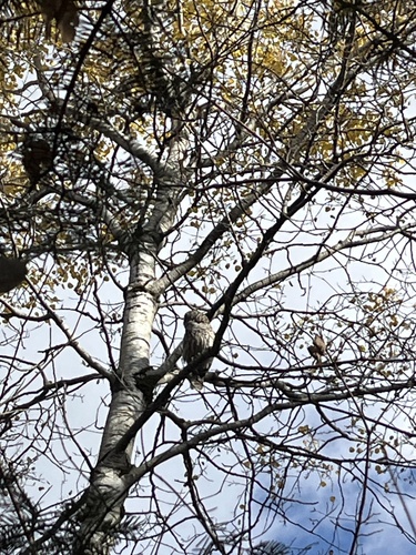 View observation of {o.common_name} on iNaturalist