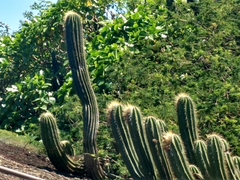 Coleocephalocereus fluminensis