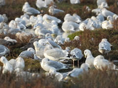Larus glaucoides thayeri