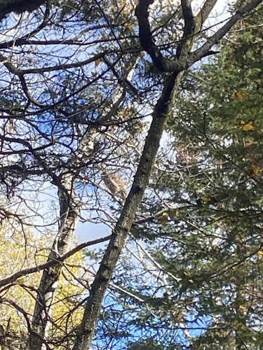 View observation of {o.common_name} on iNaturalist