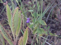 Salvia praeterita