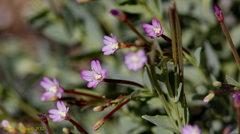 Epilobium glaberrimum