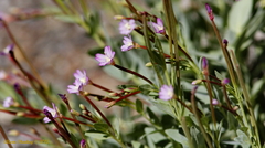 Epilobium glaberrimum