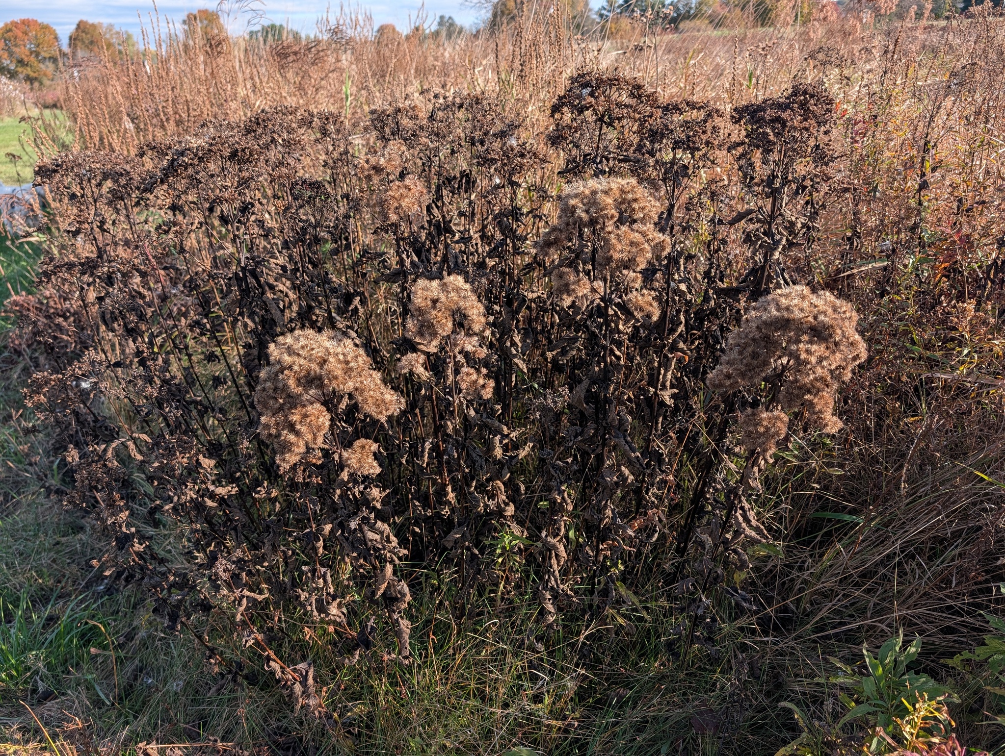 Coastal Plain Joe-Pye Weed (Eutrochium dubium)