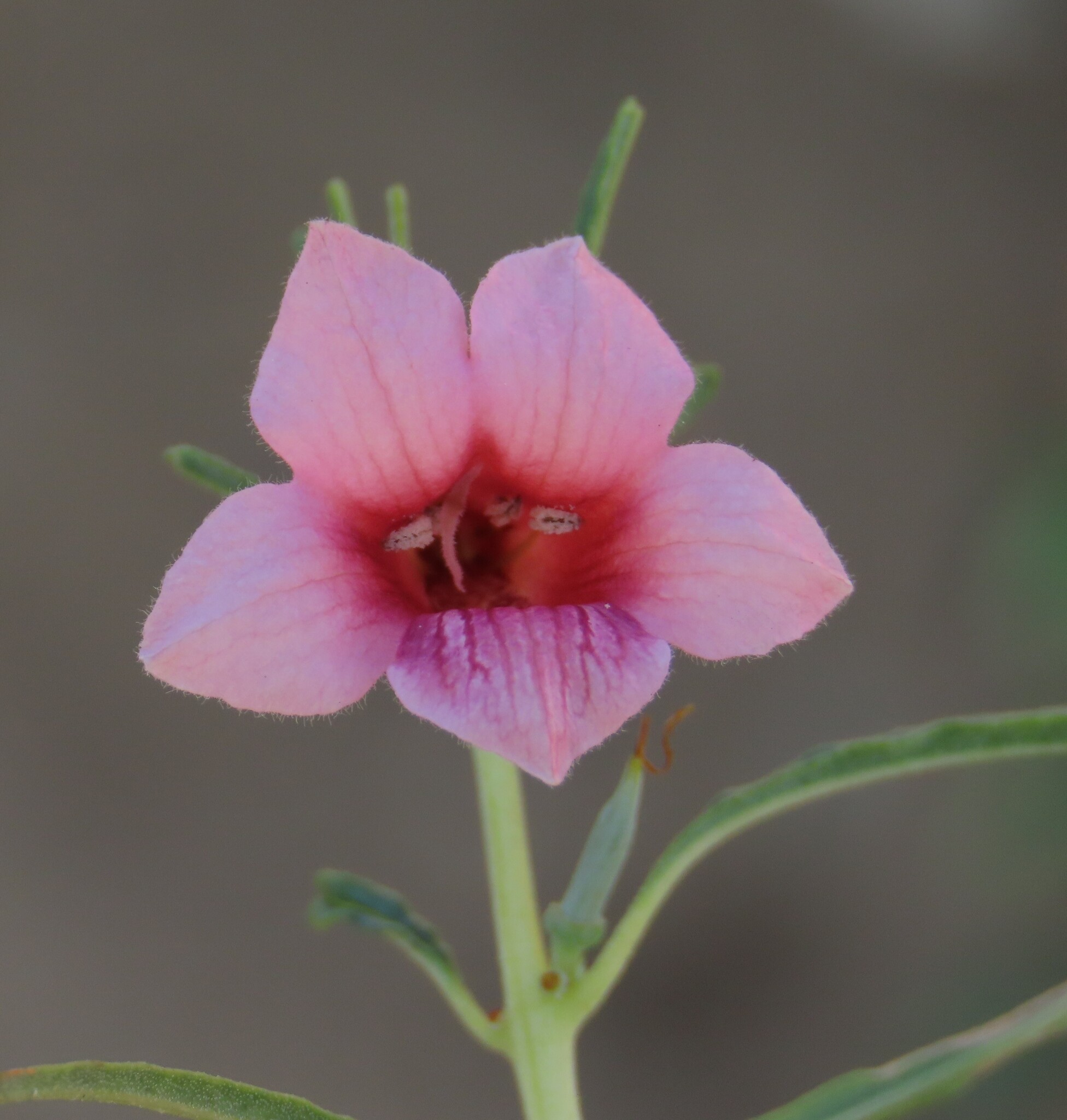 Sesamum Alatum (Sesamum alatum)