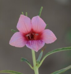 Sésame Alatum (Sesamum alatum)