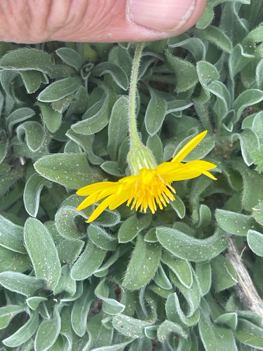 Harsh False Goldenaster (Heterotheca hirsutissima)