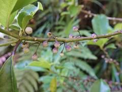 Melicytus macrophyllus