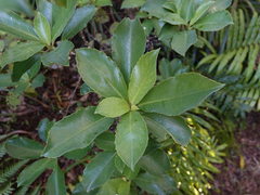 Melicytus macrophyllus