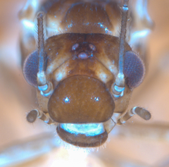 Elipsocus hyalinus