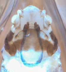 Mesopsocus