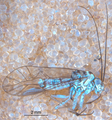 Mesopsocus