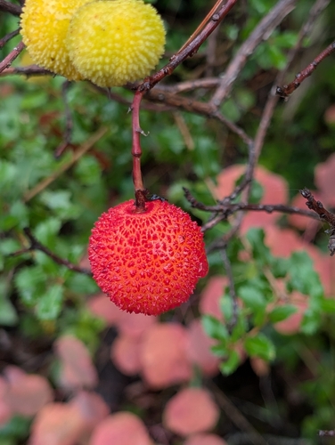 strawberry tree