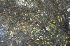 Crataegus gracilior
