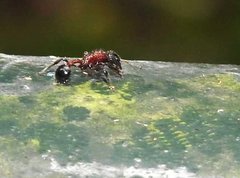 Dilobocondyla fouqueti