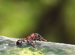 Dilobocondyla fouqueti