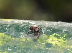 Dilobocondyla fouqueti