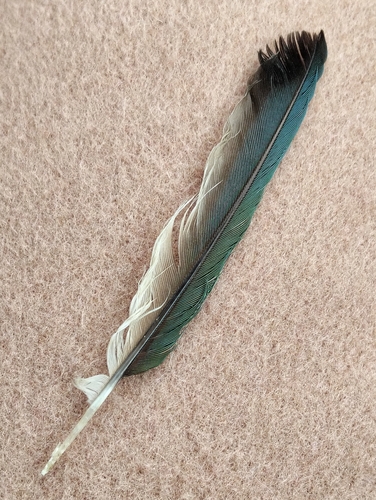 Plume de Guêpier d'Europe