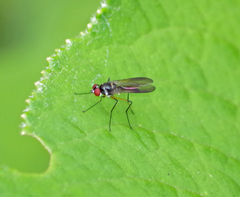 Tanypezidae
