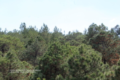 Pinus montezumae