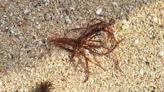 Gracilaria