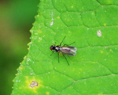 Tanypezidae