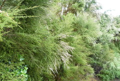 Kunzea tenuicaulis