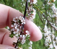 Kunzea tenuicaulis