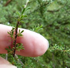 Kunzea tenuicaulis