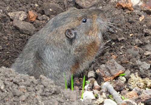 iNaturalist observation photo of Botta's Pocket Gopher