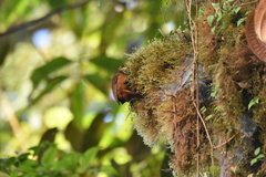 Pseudocolaptes johnsoni