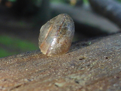 Helminthoglypta nickliniana ramentosa