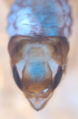 Philotarsus californicus