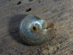 Helminthoglypta nickliniana ramentosa