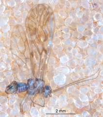 Philotarsus californicus