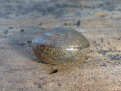 Helminthoglypta nickliniana ramentosa