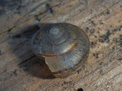Helminthoglypta nickliniana ramentosa