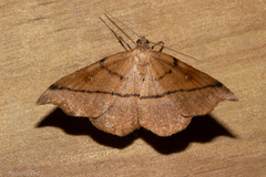 Sarisa muriferata