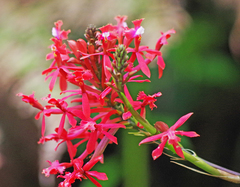 Epidendrum cochlidium