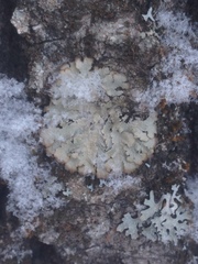 Punctelia caseana
