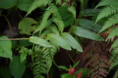Epidendrum cochlidium