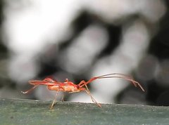 Ragwelellus rubrinus