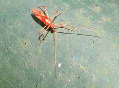 Ragwelellus rubrinus