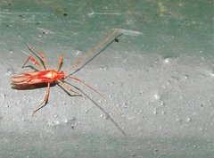 Ragwelellus rubrinus