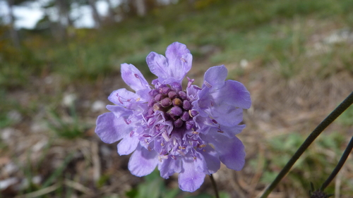Fragrant scabious (Scabiosa canescens)