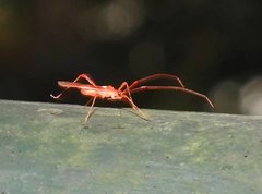 Ragwelellus rubrinus