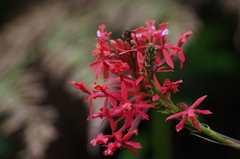 Epidendrum cochlidium